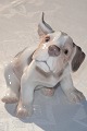 Bing & Grondahl figurine 2028  Sealyham Puppy