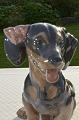 Royal Copenhagen Figur 856 Dachshund